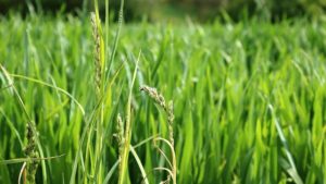 iarba de grâu cu boli articulare